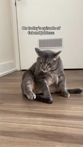 I forgot to announce that Bentley is the CEO of fat & jobless 💯 #cats #catsoftiktok #fyp #foryoupage 