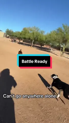 The pack is always ready  • #workdayvibes #bordercolliesoftiktok #fyp #ranchlife #imonmyscooter 