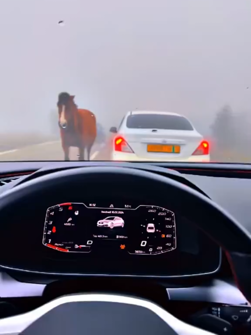 #algeria🇩🇿___maroc___tunisie #شعب_الصيني_ماله_حل😂😂 #setif______19سطايفي_يا_خالي #automotive #luxury 