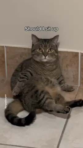 Is this how you feel every morning too?😫 #cute #cat #catsoftiktok 