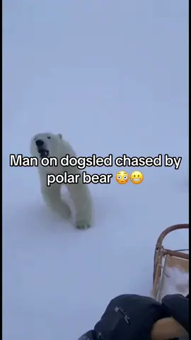 Cute but extremely dangerous 😳😳 #fyp #foryou #gopro #dogs #nature