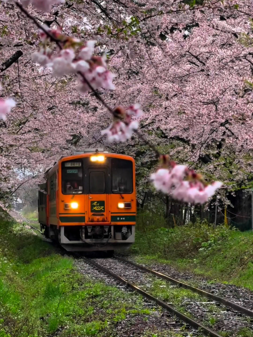 If you got a one-way ticket today, where would you go?✨️✈️🇯🇵#japan #studyabroad #ielts #naturalview #ieltspreparation 