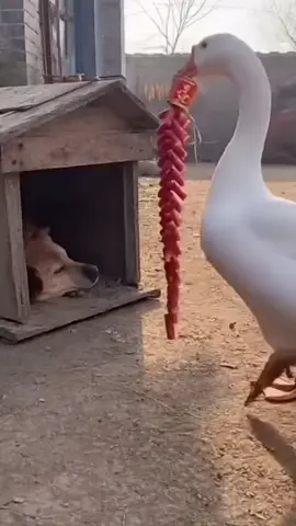 The Playful Duck and the Funny Dog . Chú vịt tinh nghịch ##trend##trending##xuhuong##dog##duck