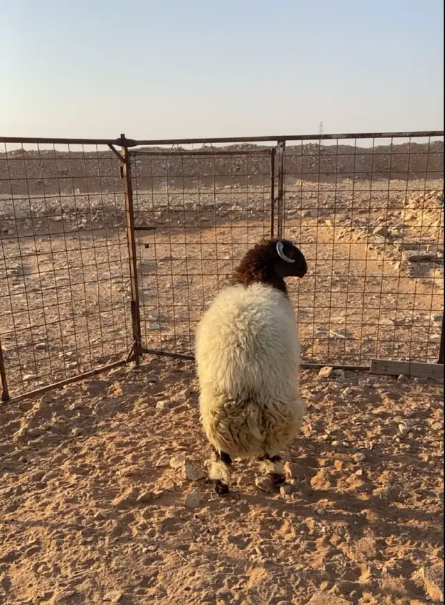 #الخرج #الرياض #ذبايح #حفلات #اليوم 