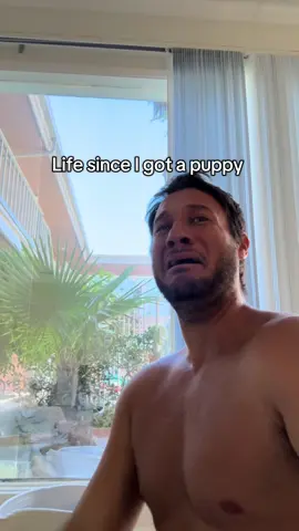 But he’s so cute tho #puppyblues #doghumor #frenchie 