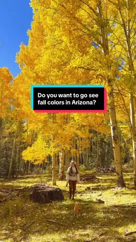 It’s not too late to see fall colors👇🍂🍁 We love this time of year! Arizona is truly a great place to see fall colors because they can last from the end of September to even December in some parts of the state.  These are clips from this year and years prior. Much of Arizona’s higher elevations are changing with lower elevations coming soon!   #arizona #fallcolors #visitarizona #explorearizona #travelarizona     