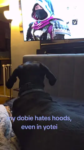 Russet hates hoods so much, even in video games #doberman  #ghostofyotei #protectiveboy 