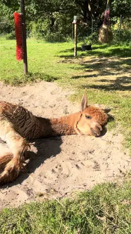 Dennis Video 2.0 😎  #faul #alpaca #funnyanimals #dennis 