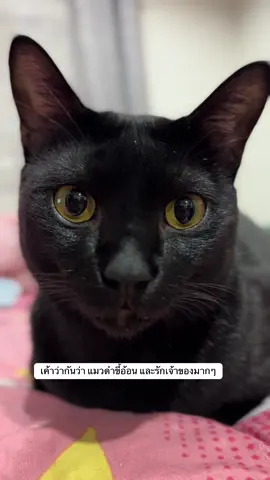 #แมวดํา #แมวดำน่ารัก #น้องดำ 