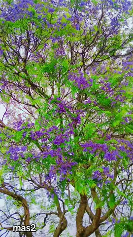 #abaleka amagwala #🔥