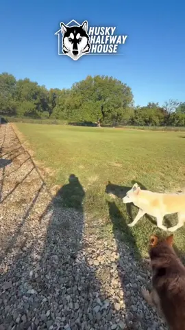 The pack doesn’t wait. We move forward together. One pack. One purpose. One mission. Join us. Save huskies. Till they all have homes. 💙 #huskyhalfwayhouse #halfwayhusky #packwalk #mondaymotivation #huskyrescue 