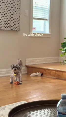 Happy Monday #chuck #malshi #dogsoftiktok #shihtzu 