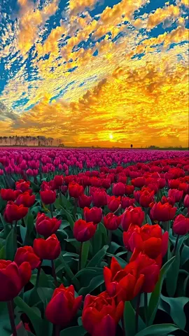 Sunset and tulips，I like both of them✨ #sunset #fyp 
