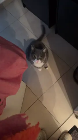 Quand ton chat te fait un interrogatoire dès que tu passes la porte. 🐾 Rassurez-moi vous aussi c’est comme ça ? 😂 #elkitou #lopititchat #rentreralamaison #funnycats #leregardkitou 