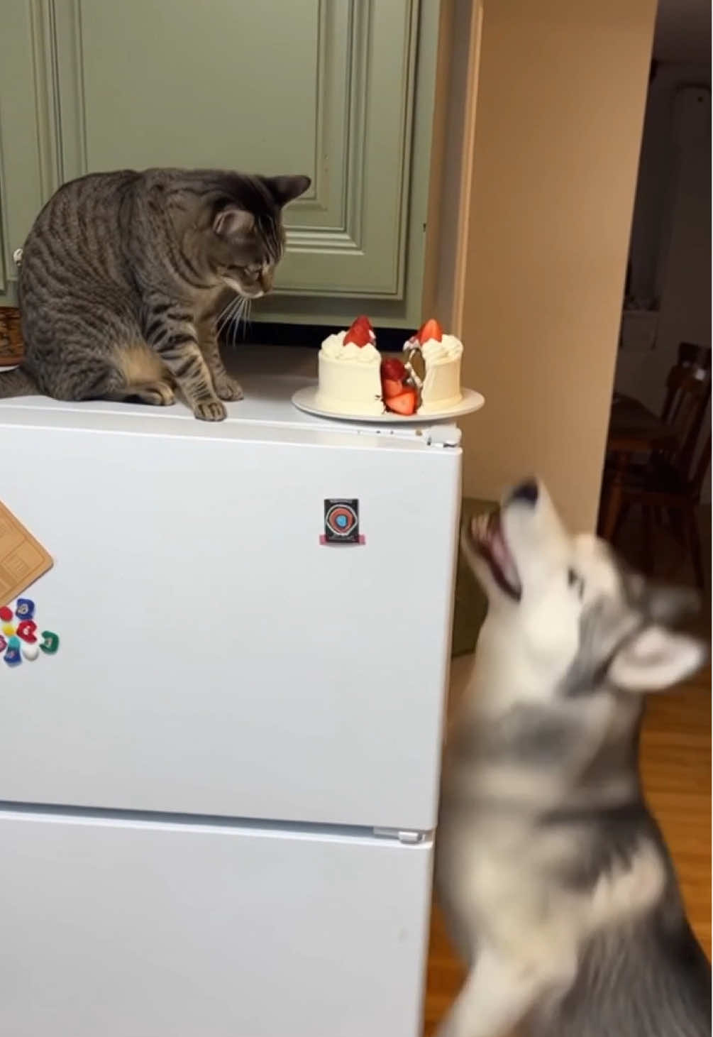 Mia, you're gonna get Max in trouble again.#funny #cute #cat #dog #pets 