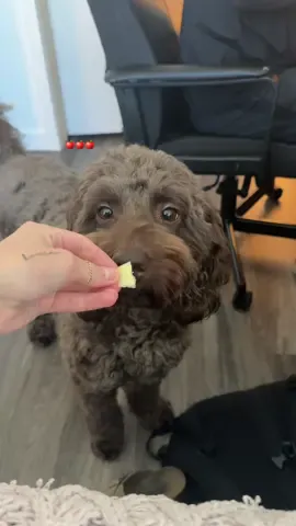 Apples🍎✔️ #dogsoftiktok #doodlesoftiktok #dogtok 