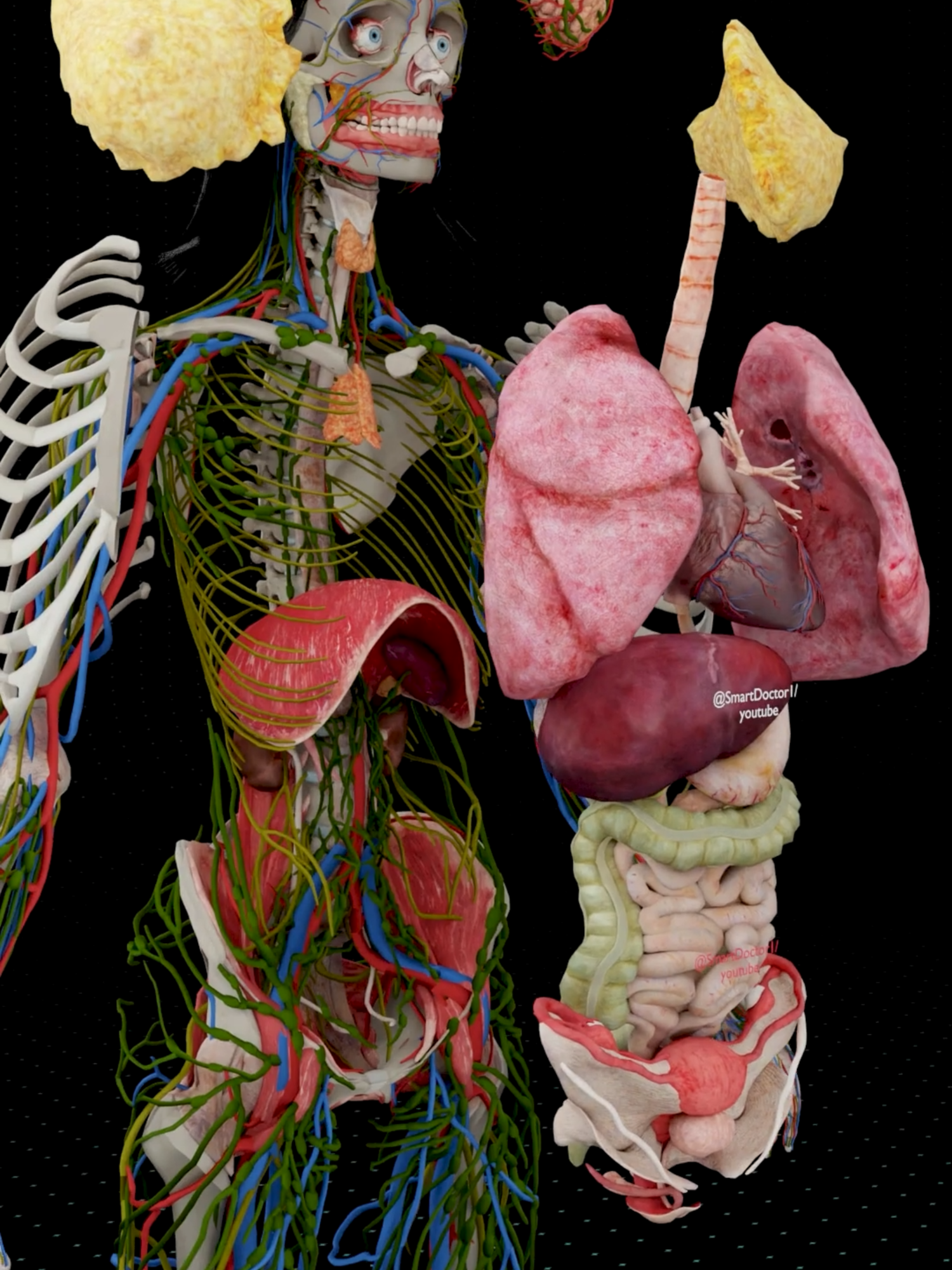 Inside Her Body | The Engine of Life 💫 . . Step inside the human body like never before. From the lungs that breathe life to the uterus that creates it — every organ moves in harmony, forming the most advanced biological system known to science. What you see here is not just anatomy, but the architecture of life itself. A network of muscles, vessels, and nerves — working 24/7 in perfect coordination to sustain existence. 🧬 The female body is not fragile — it’s a masterpiece of endurance, complexity, and creation. 🎥 3D Medical Visualization by Smart Doctor . . #anatomy #anatomia #anatomía #education #anatomi #cardio #ANATOMY #heartanatomy #medicina #3danimation #pregnancy #pulmonaryhypertension #pregnant #baby #gravidez #medstudent #animation #smartdoctor #smartdoctor1 #cardiology