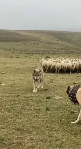 The wolf preferred escape to encounter! Dogs defend sheep against wolf attack! #animals 