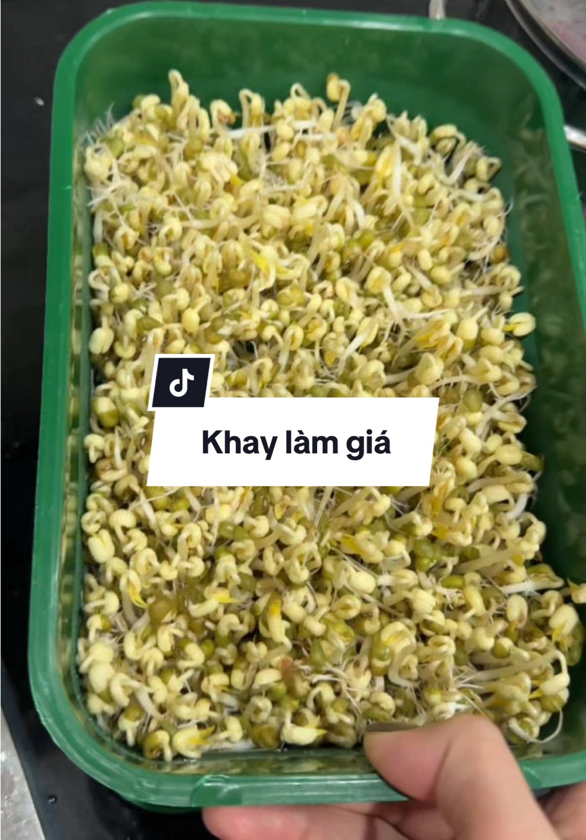 Khay làm giá đỗ tại nhà #khaylamgiado #khaylamgiatainha #khaylamgia #phamhoadaily 