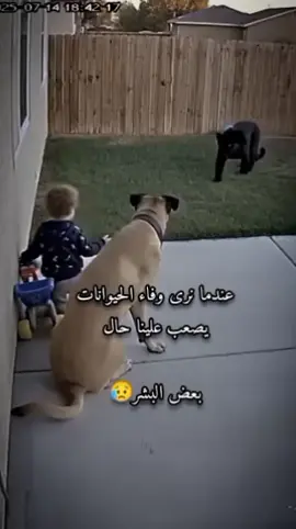 #أميرةبأخلاقي♡♡  #عندما_نرى_وفاء_الحيوانات_يصعب_علينا_حال_بعض_البشر😥 #اقتباسات#عبارات#خواطر