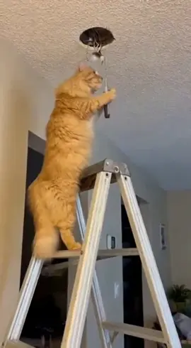 Fluffy after one YouTube tutorial on home repairs 💡😂 #fyp #catsoftiktok #funnyvideos #sora 