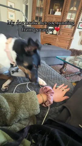 I wish I was kidding #brokentoe #dogtok #dogsoftiktok #fyp #viral 