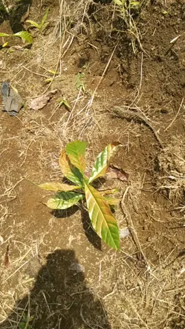 mohon solusinya suhu kopi dari polibek baru tanam 5 hari daun tiba