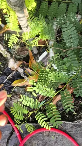 tutorial ngedusi manok seng giras #trucukan #ropelmania #kicaumania #kicaumaniaindonesia #kicaumanianusantara 