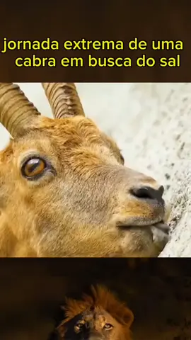 jornada extrema de uma   cabra em busca do sal#animals #animals #animals #animals #animals 