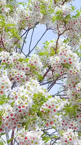 ILOVE TIKTOK BÀI HÁT ĐOẠN TUYỆT  NGHE NHẠC VUI CHỨ KHÔNG CÓ TÂM TRẠNG GÌ CẢ #🌹🌹🌹🌹🌹🌹🌹🌹🌹🌹🌹🌹🌹🌹🌹🌹🌹🌹😁🌹  #LOVETIKTOK 