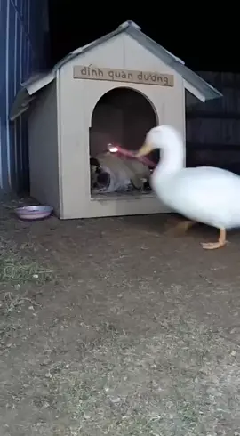 Feathered Mastermind 🦢💣 ​#funnyanimals #goose #animalpranks #caughtoncamera #hilarious