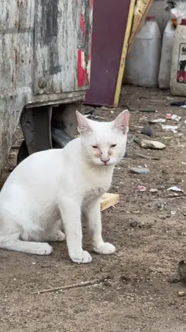 Please help me to feed them. Link in my bio. #straycats#kittens#uae#dubai