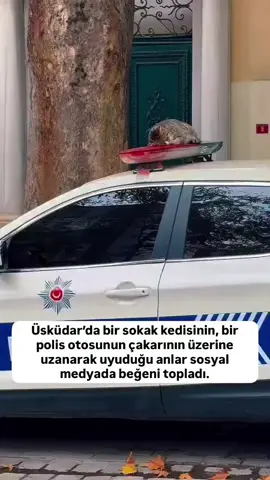 Üsküdar’da bir sokak kedisinin, bir polis otosunun çakarının üzerine uzanarak uyuduğu anlar sosyal medyada beğeni topladı. #Üsküdar #kedi #polis #sokakkedisi #istanbul 