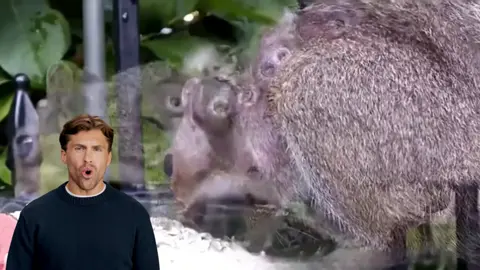 Esquilo com bernes!  Veja como foi a remoção dos bernes. #esquilo #animal #berne #botfly 