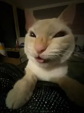 My mooscles. Check out @Henry🤍 on tiktok and give him a follow #meme #cat #georgieebom #funny #fyp 