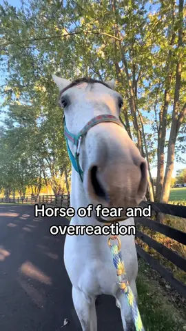 silver vs. the swans #silvertouch6 #horses #fyp #horse #fy 