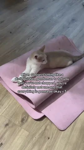 my bb Goose egg 🤍 #fyp #kittensoftiktok #xyzbca 