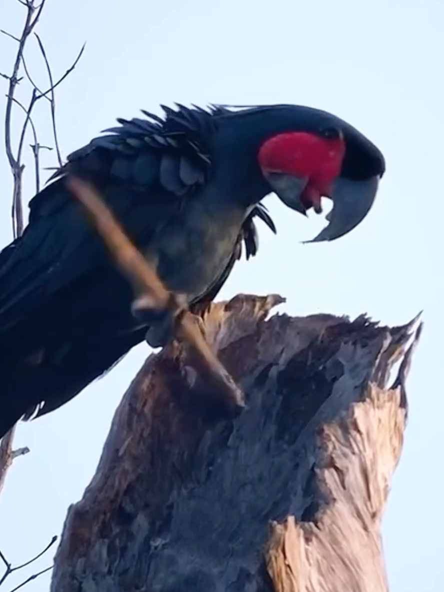 Wonderful sounds of nature #animals #nature #wildlife #animalsworld #foryou 
