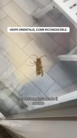 Questo reportage è di una produzione americana #jokes #comedy 