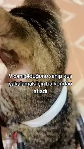 rahat etti sanırım #kedi #kediler #kediseverler #yavrukedi #hayvansevgisi 