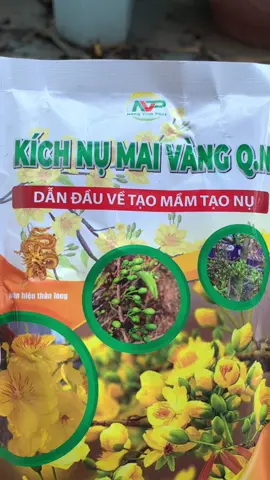 Kích nụ mai vàng #kichnumai #kichnumaivang #kichnumaitet #taonukimmaivang #kichthichrahoa 