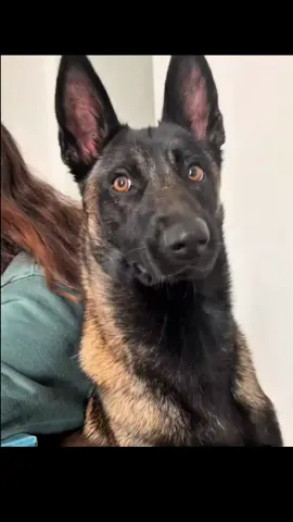 When your lover's dog doesn't accept you #dogandbaby #funny #pet #dogsoftiktok #dog 