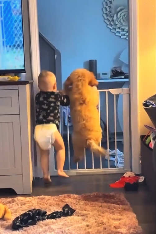 Dog meet baby🥰#dog #Love #baby #bestfriend #foryou 