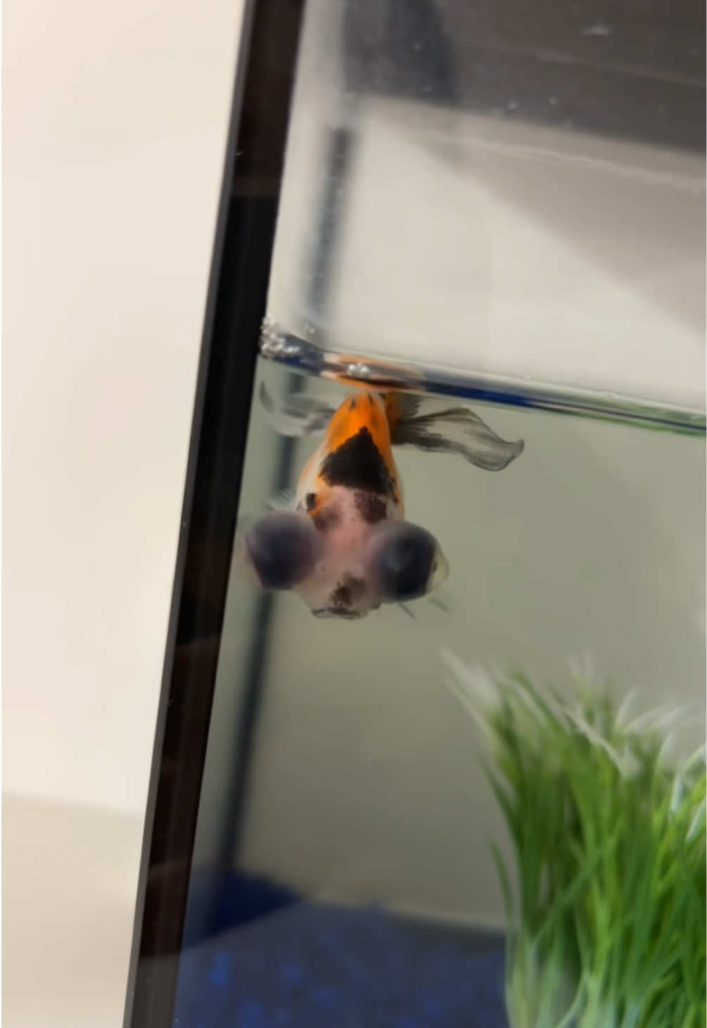 #pov : tu as un poisson avec un truc en plus. 🐟 #poisson 