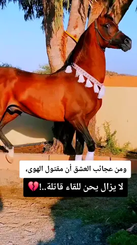 #عبارات #خيل_وخياله🐎 #fypシ #explore 