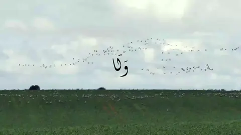 صل على سيدنا محمد 🤍🤍 تدبرو ايات الله 🤍🤍  #قران #المنشاوي  @مُــعـاذ|1432هـ 