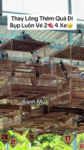 Lụm#xuhuong #chaomaothidauhot #chaomaothidau 