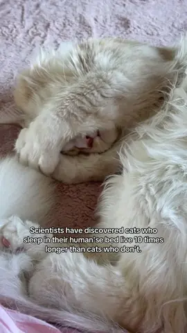 #cats #cat #relatable #mainecoon #cutecat 