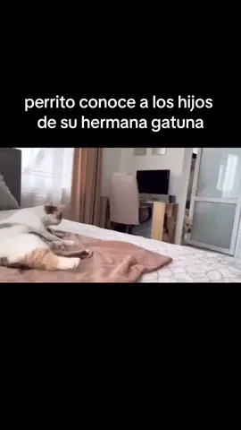 pero q lindura 🥹🥹❤️❤️  #chile #animales #animalestiktok #perrito #gatitos 