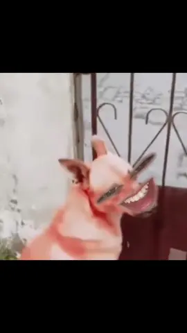 Chuyến này gặp dân liều rồi 🥲#meme #hàihước #vanvatbietnoi #mèo #chó 